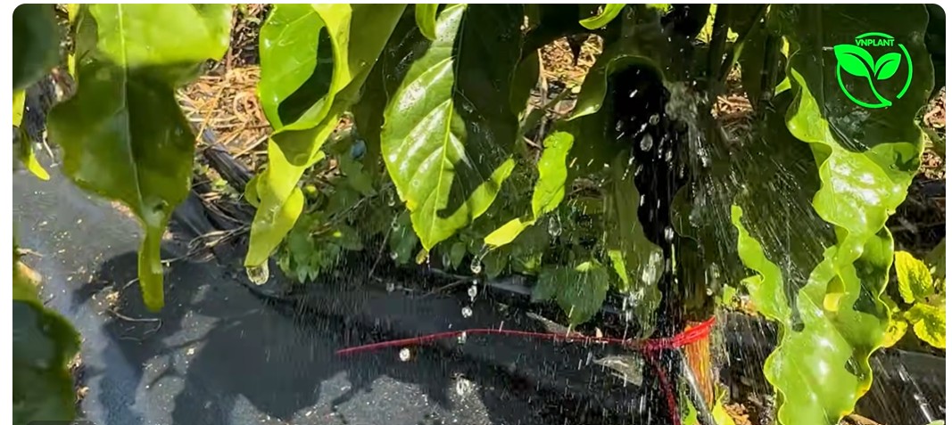 tia nuoc bec tuoi vp39